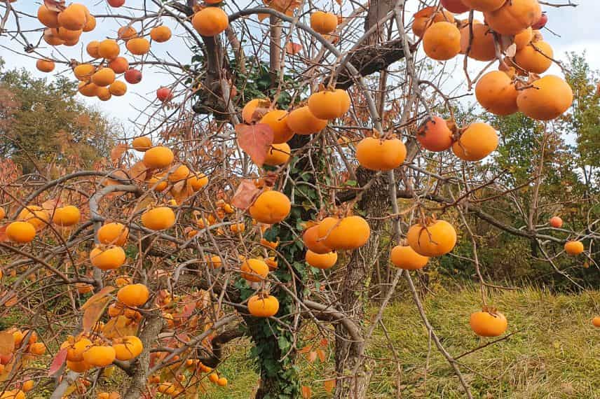 kaki plaqueminier sans fruits