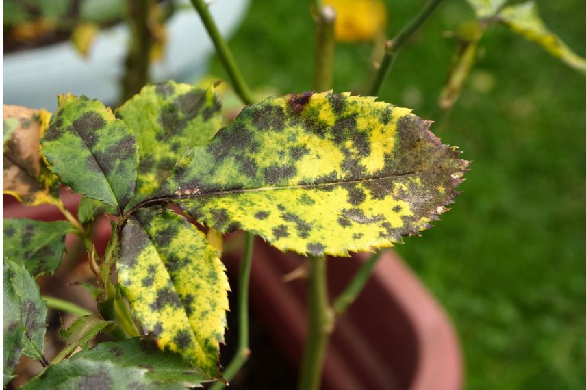 rosier qui ne fleurit pas 