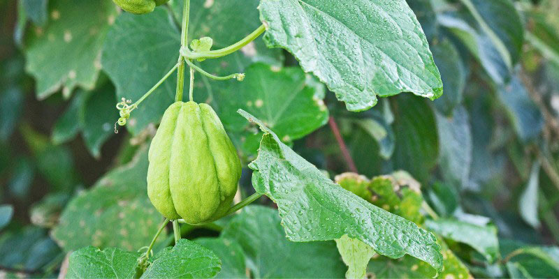 Plant de Chayotte ou Christophine