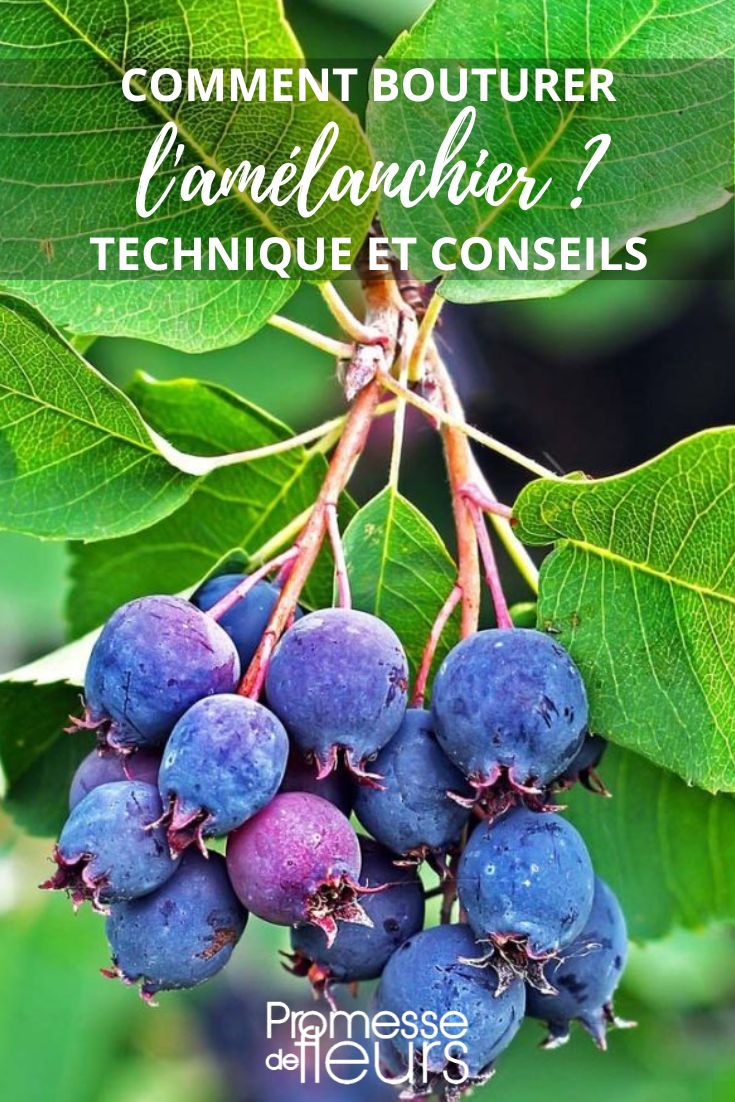 multiplier amélanchier