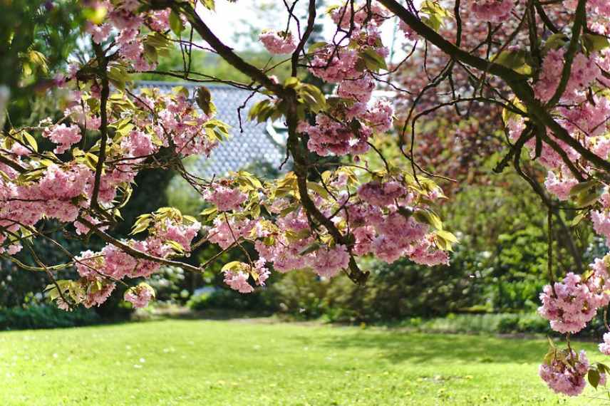 quelles fleurs tot au printemps