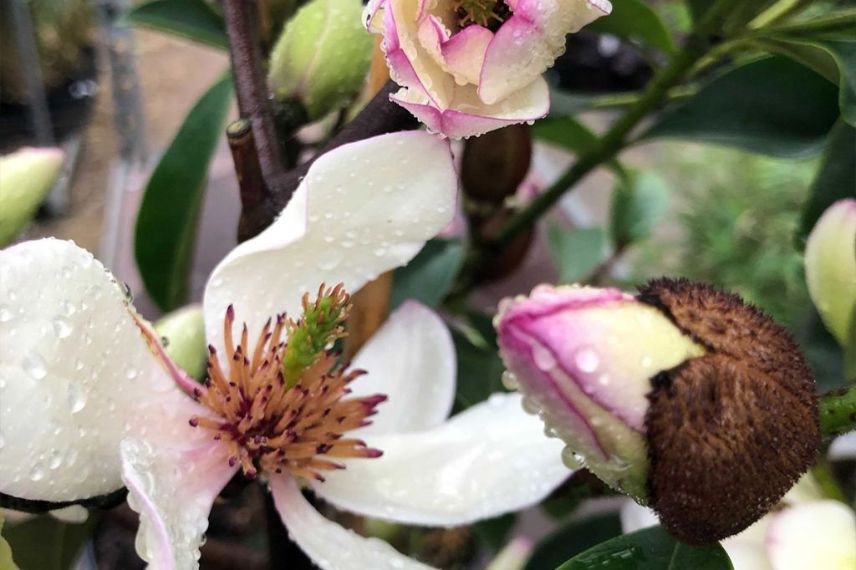 fleurs de Michelia persistant