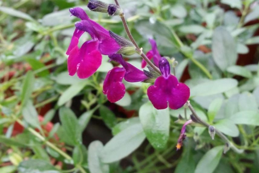Salvia sol sec