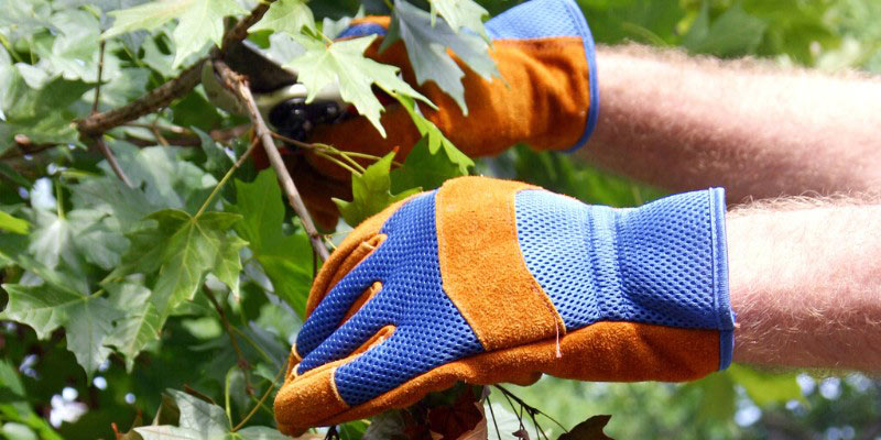 Comment tailler un érable ?