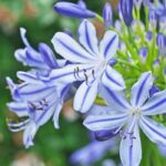 Agapanthe bicolore : 5 variétés incontournables