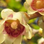 7 arbustes de haie à floraison hivernale