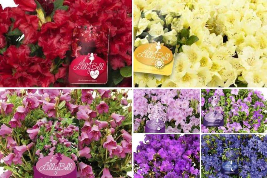 Rhododendrons nains petits jardins