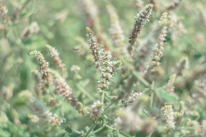 sauge fleurs blanches