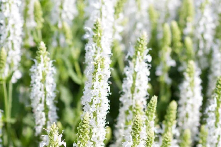 sauge fleurs blanches
