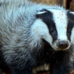 Le blaireau au jardin : nos conseils pour une coexistence harmonieuse !