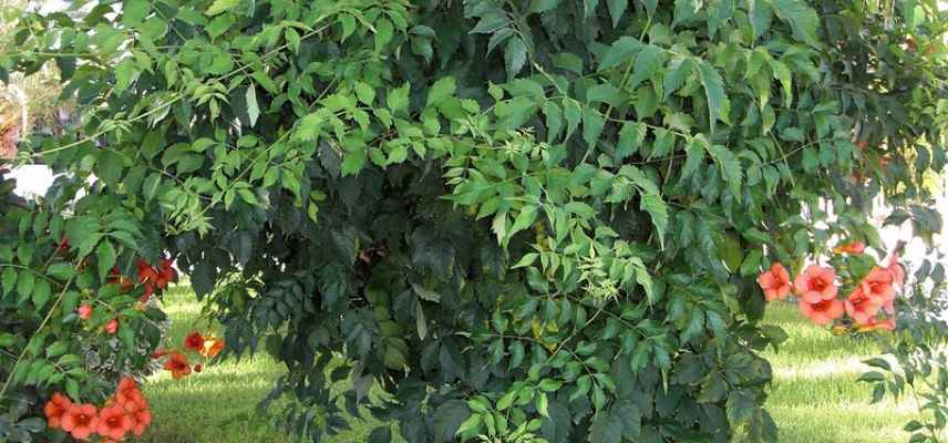 pourquoi une bignone fleurit peu pas assez