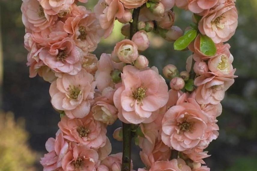 cognassier du Japon à fleurs rose saumon