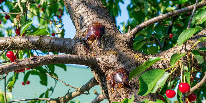 Gommose sur cerisier