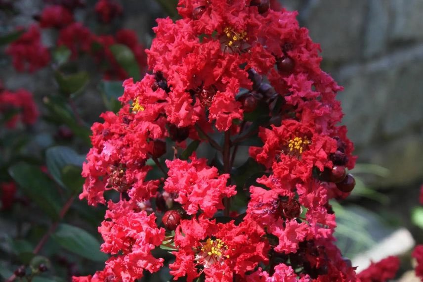 arbuste à floraison estivale