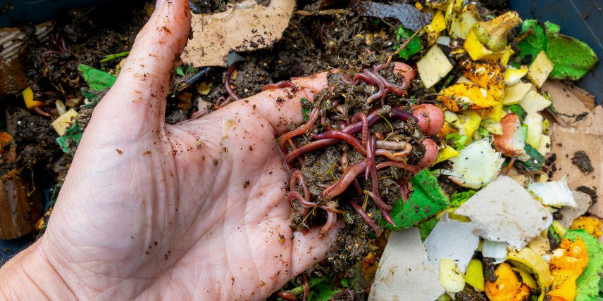 Lombricompostage : quel type de vers utiliser ?