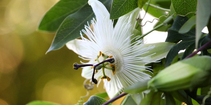 Passiflore à fleurs blanches