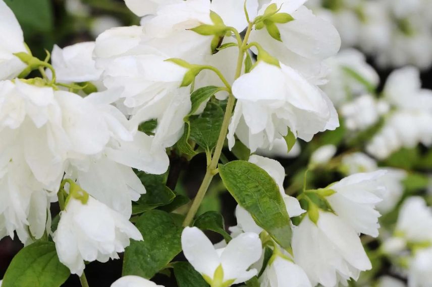 arbuste floraison printanière