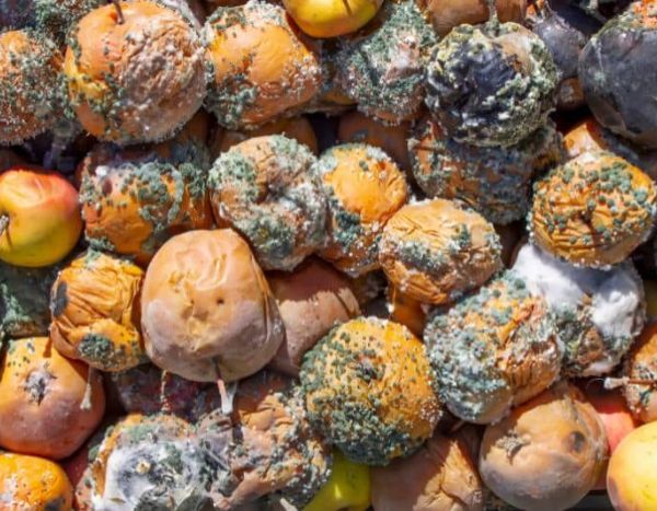 Comment rater la conservation de vos récoltes ?