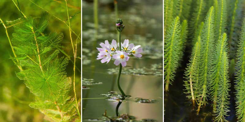 Plantes oxygenantes pour bassin