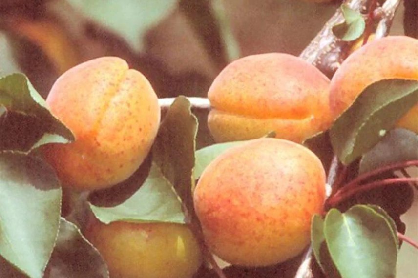 abricotier choix des variétés