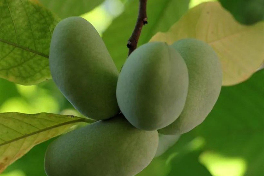 asiminier choix de variétés