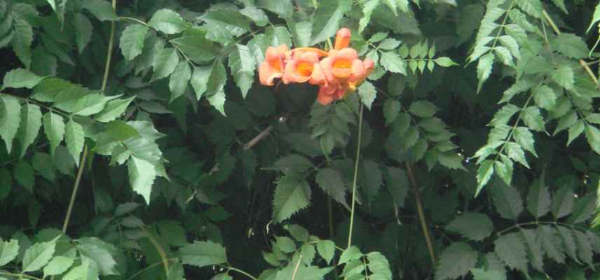 bignone ne fait que des feuilles pourquoi