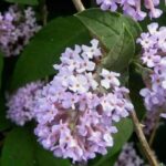 Les Arbres à papillons botaniques : des arbustes à découvrir !
