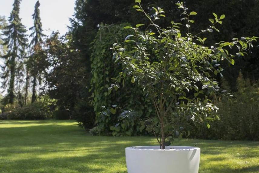 cerisier sans fruits ?