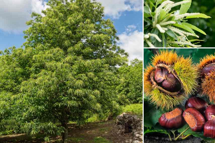 chataignier comment choisir