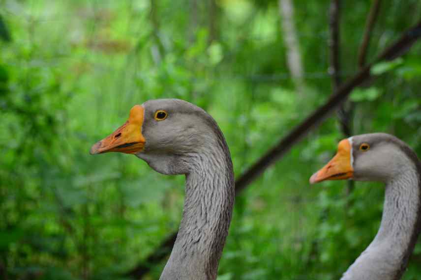 elever des oies domestiques