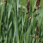 7 graminées ornementales à planter au bord de l'eau