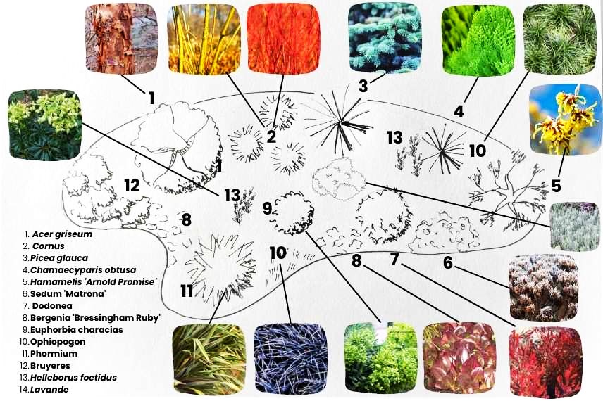 croquis massif hiver colore winter garden