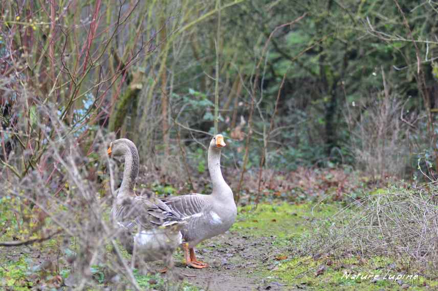 espace jardin pour oie