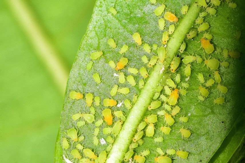 parasites pucerons verts sur feuille