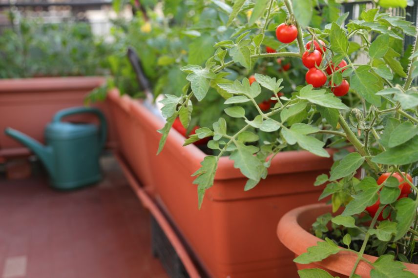 potager balcon