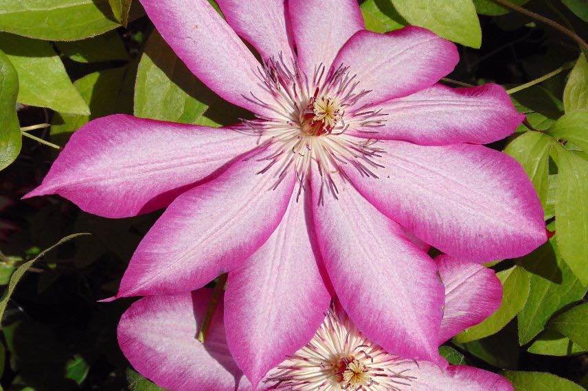 clematis picotee