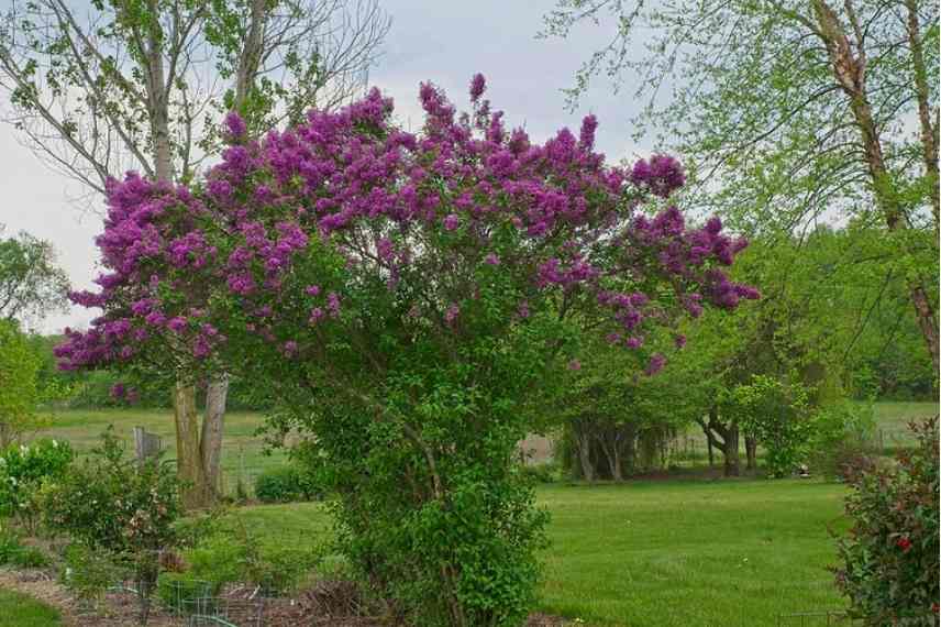 lilas les plus parfumes