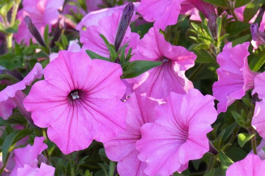 Pétunia Supertunia Vista Bubblegum