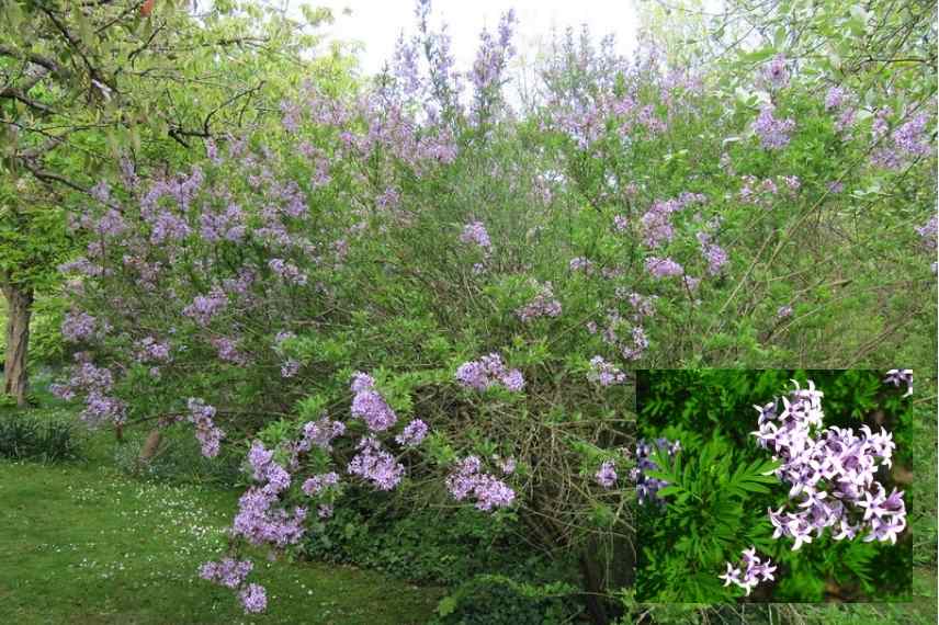 Lilas les plus parfumes