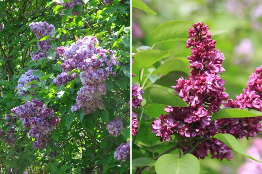 variete de lilas parfume