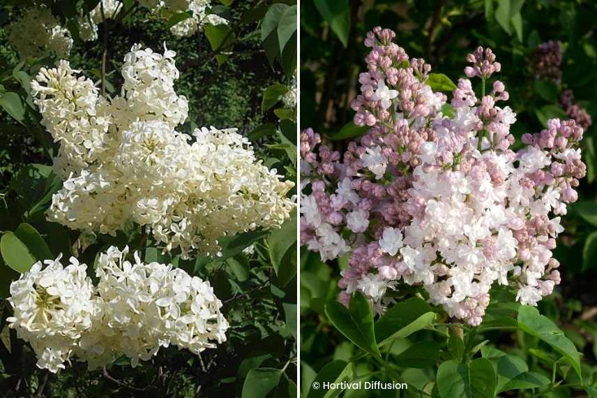 lilas communs parfumes