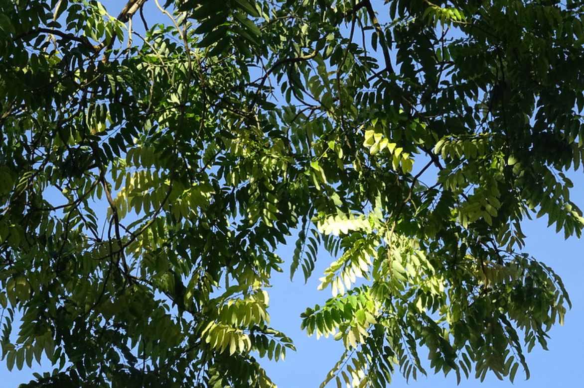 Cultiver le Toona sinensis