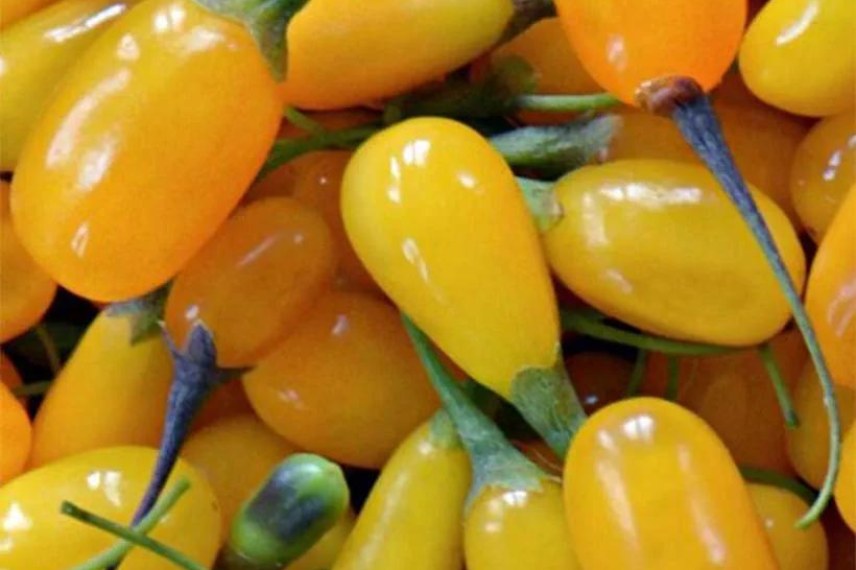 goji lyciet de barbarie variétés baies jaunes