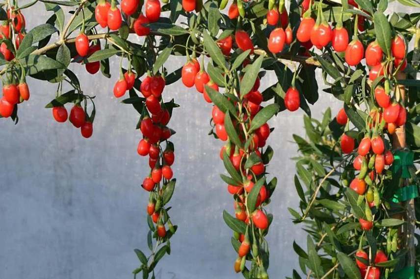 goji lyciet de barbarie variété saveur