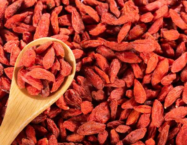 Récoltez et conservez vos baies de goji : un trésor de vitamines à portée de main
