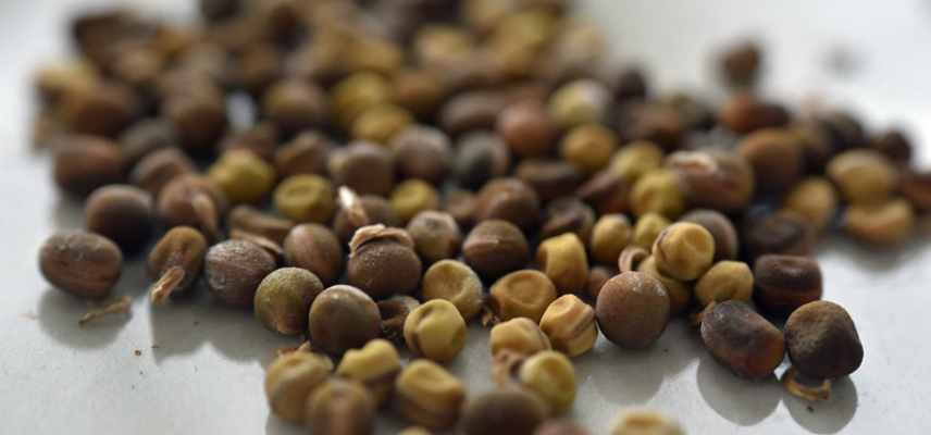 reussir pois de senteur