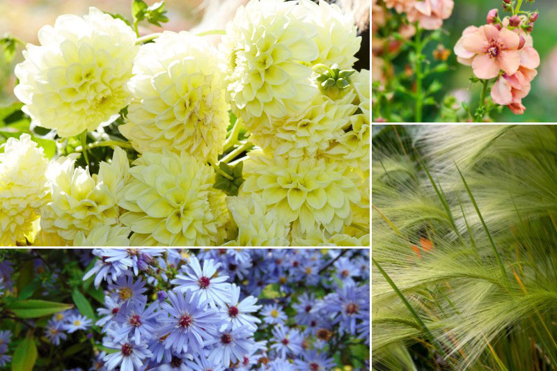 Comment associer le Dahlia 'Banana Baby'