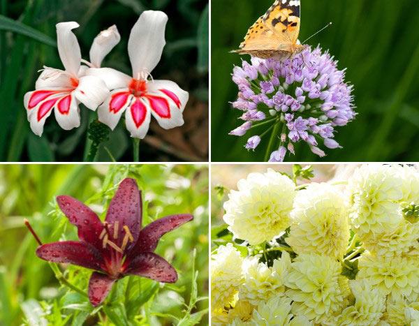 Bulbes à fleurs : nos nouveautés 2024