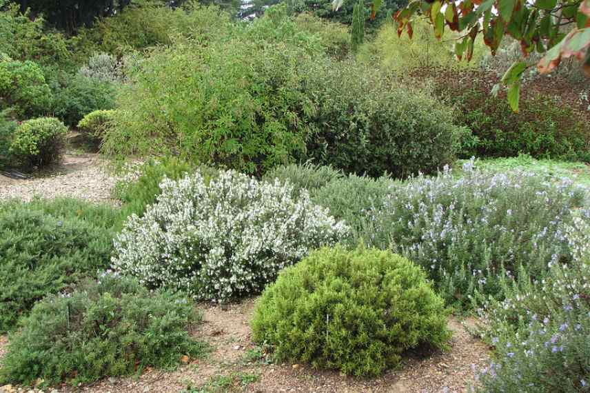 conseils plantations amenagement jardin garrigue sec