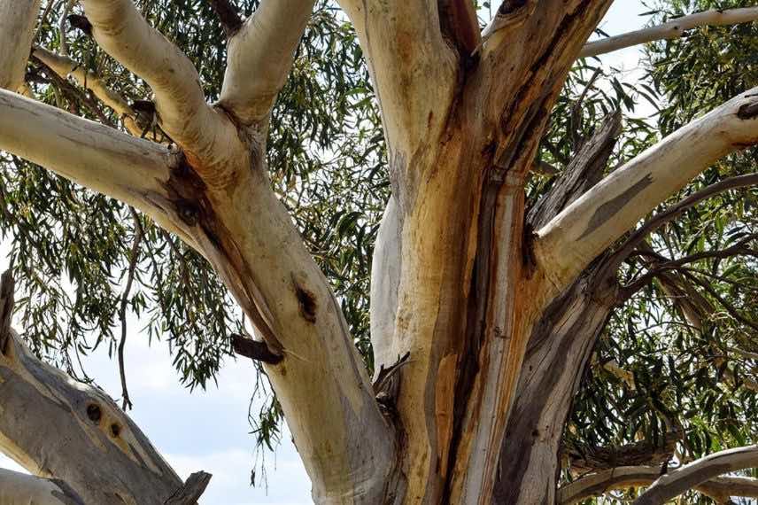 Eucalyptus